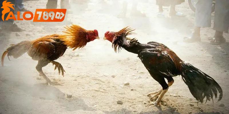 Nhà cái phát sóng chuyên nghiệp các trận đấu gà mỗi ngày